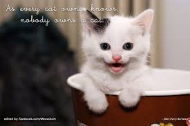 Cat Quotes - Meow Aum! via Relatably.com