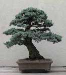 Dwarf Cryptomeria (Japanese Cedar) Bonsai Care Guide