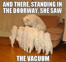 Image result for Animal Meme