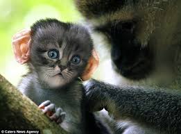 Image result for MONKEYS
