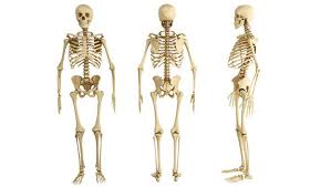 Resultado de imagen para cuerpo humano