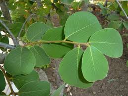 Image result for Bridelia mollis