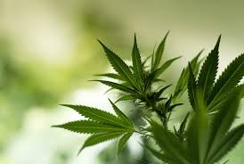 Resultado de imagen de Legalization