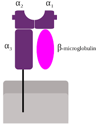 https://encrypted-tbn3.gstatic.com/images?q=tbn:ANd9GcTrh3Ky4fZgUoqNRYRomIQ-2cynIPmXqP0yjIZY7sp1BIN7dBO_