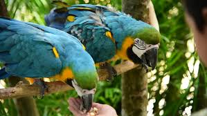 Image result for macaw parrot hd