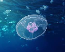Image of Moon Jellyfish (Aurelia aurita)