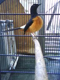 Hasil gambar untuk murai batu