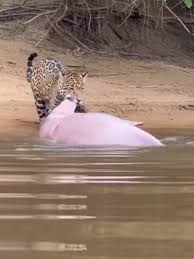 Planeta Feroz (@planetaferoz000) | TikTok