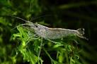 min fish facts: Amano Shrimp -