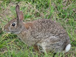 Image result for RABBIT