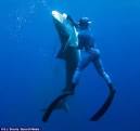 Diver Kills ft. Tiger Shark with Knife (Photos) m
