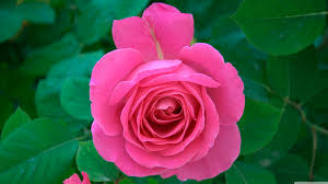 Image result for images of rose hd