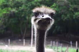 Image result for emu face plant