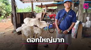 เดลินิวส์ - News update