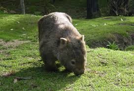 Image result for wombat