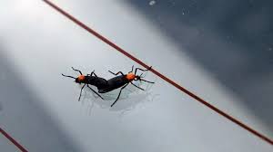 Are Florida’s lovebugs making a comeback?