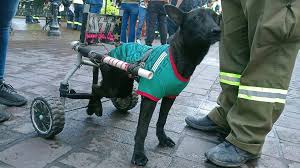 La Perrita