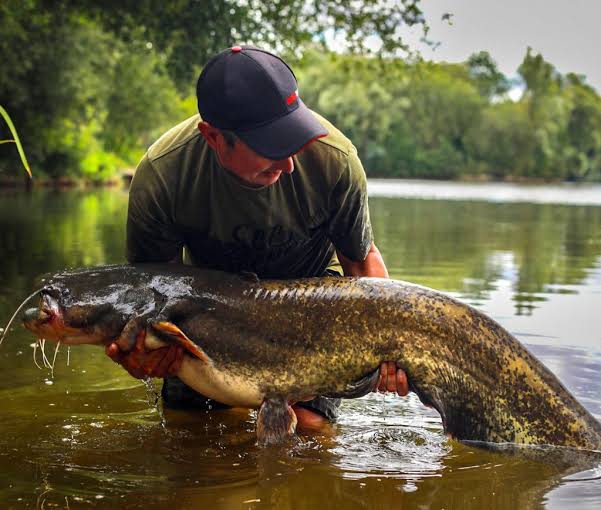 Wels Catfish, Tench, and Bream Fishing - Homersfield Lake