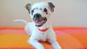 Image result for chihuahua funny looking dogs