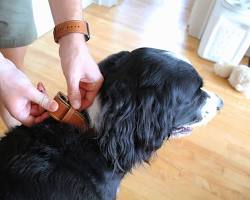 person checking the size of a pet collarの画像