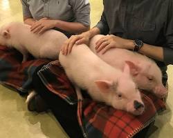 person petting a mini pig at a cafeの画像