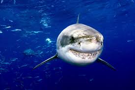 Shark Encounters SURGE! Are You Ready? What You NEED to Know NOW!