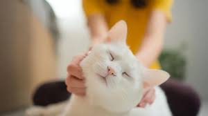 Scientists Unlock New Cancer Treatments with House Cats