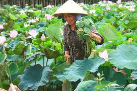 Bildergebnis für sen vua ở đồng tháp