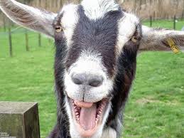 Image result for GOAT