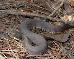 Image of Cottonmouth in Texas