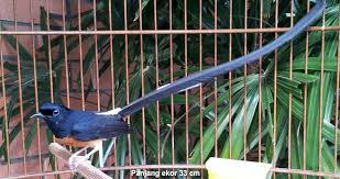 Hasil gambar untuk murai batu