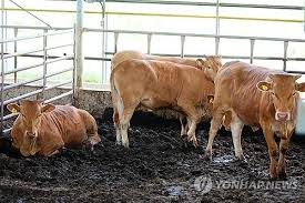 송아지