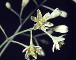Bildresultat f&ouml;r Cinnamomum Zeylanicum