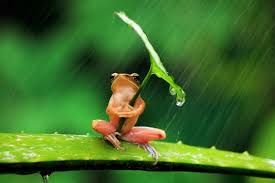 「雨」の画像検索結果