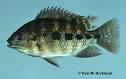 Tilapia mariae - GISD