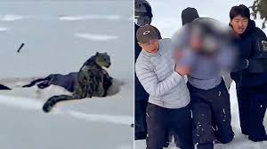 Um leopardo da neve ataca um esquiador tirando uma foto na província de Fuyun, China