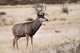 DWR recommends updates to deer management plan, hunt strategies research 
and other items