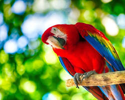 Image of parrot animal