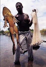 Image result for CONRAUA GOLIATH FROG