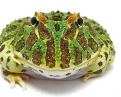 ベルツノガエルの画像