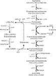 Putrescine catabolism