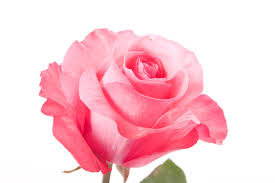 Image result for images of pink rose