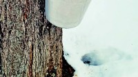 Sweet! Experience the magic of maple syrup