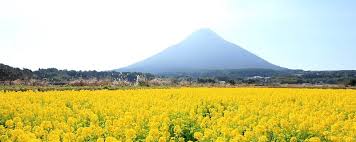 「菜の花 画像 素材 無料」の画像検索結果