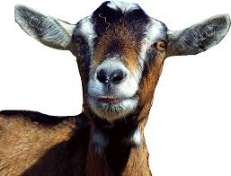 Image result for GOAT