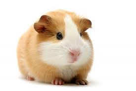 pig