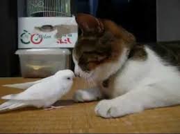 Image result for cats playing with strange friends
