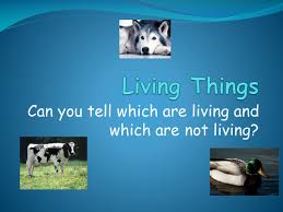 Resultado de imagen de TYPES OF LIVING THINGS PRIMARY 3