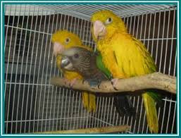 Image result for baby macaw parrot for sale
