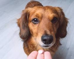 pet owner giving medicine to their petの画像